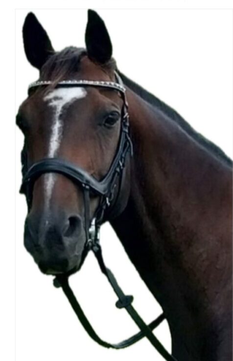 Toby, Philippa's horse